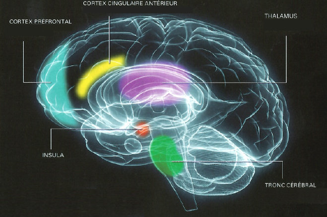 cerveau et neurosciences