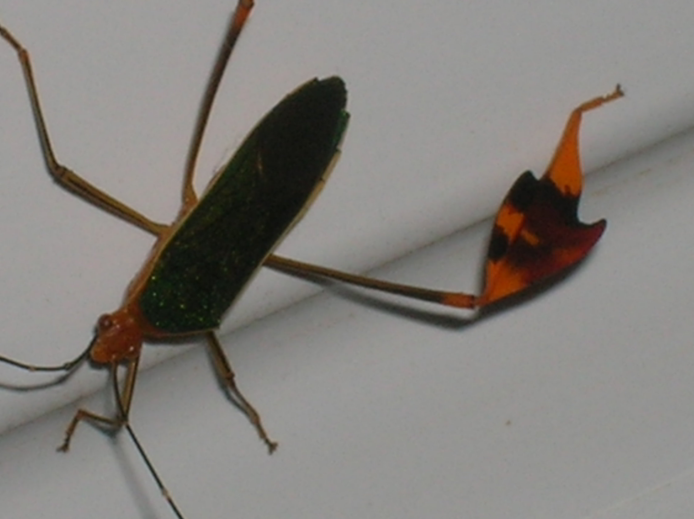 Identification d'un insecte original avec ses sortes d'éperons en coeur 7sps