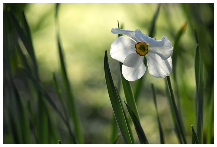 Une petite fleur blanche au soleil rasant. 8wix