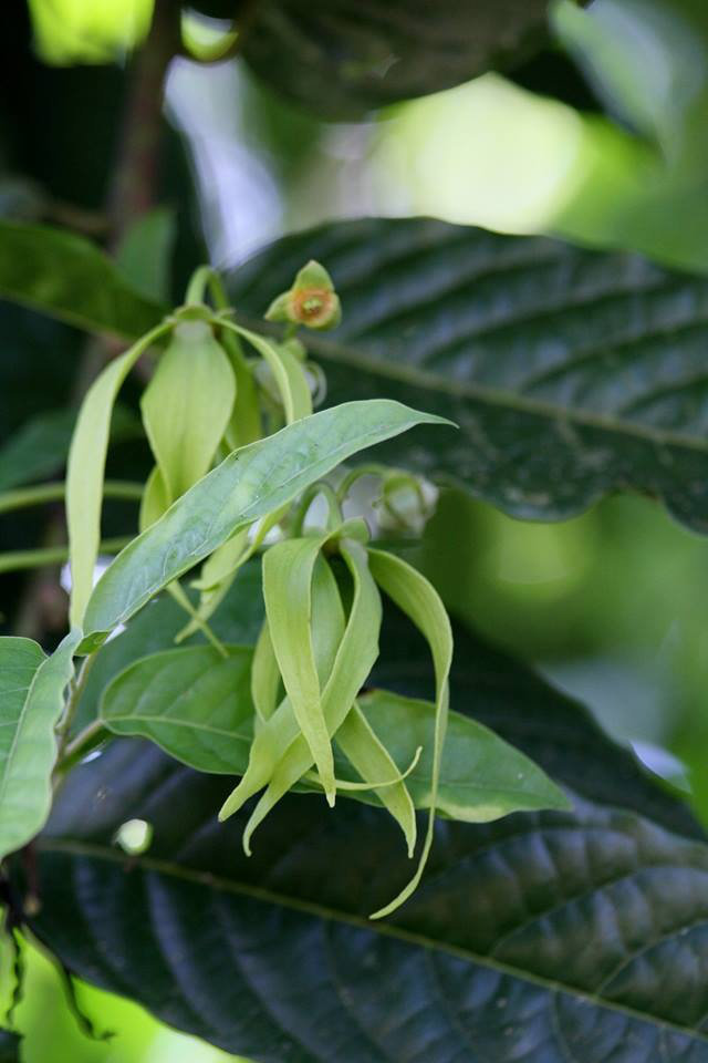 Costa Rica un arbuste. un Cananga Odorata, un "Ylang-Ylang" 0d5m