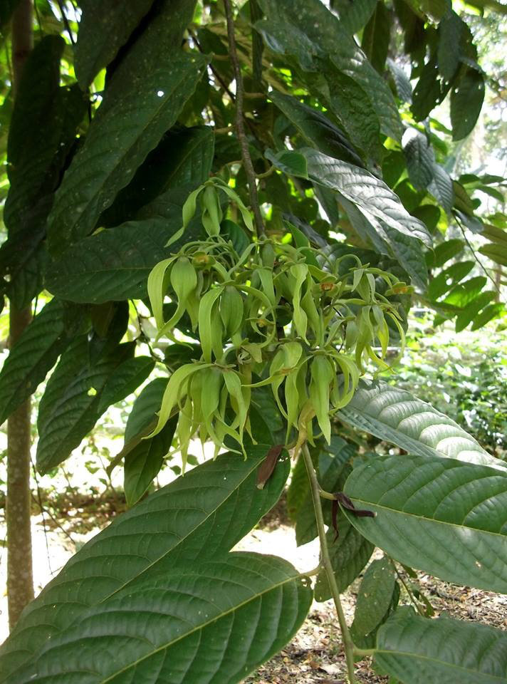 Costa Rica un arbuste. un Cananga Odorata, un "Ylang-Ylang" 4pjv