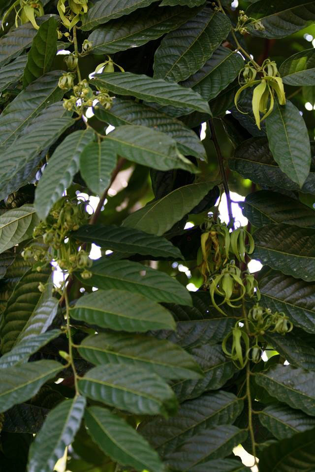 Costa Rica un arbuste. un Cananga Odorata, un "Ylang-Ylang" Oecy