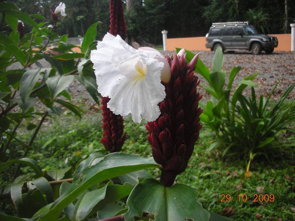 Une autre au Costa   Une autre "zingibéracée", un Costus Speciosus, Le "Gingembre Fleur", nommé aussi "Gingembre Crêpe" U1p8