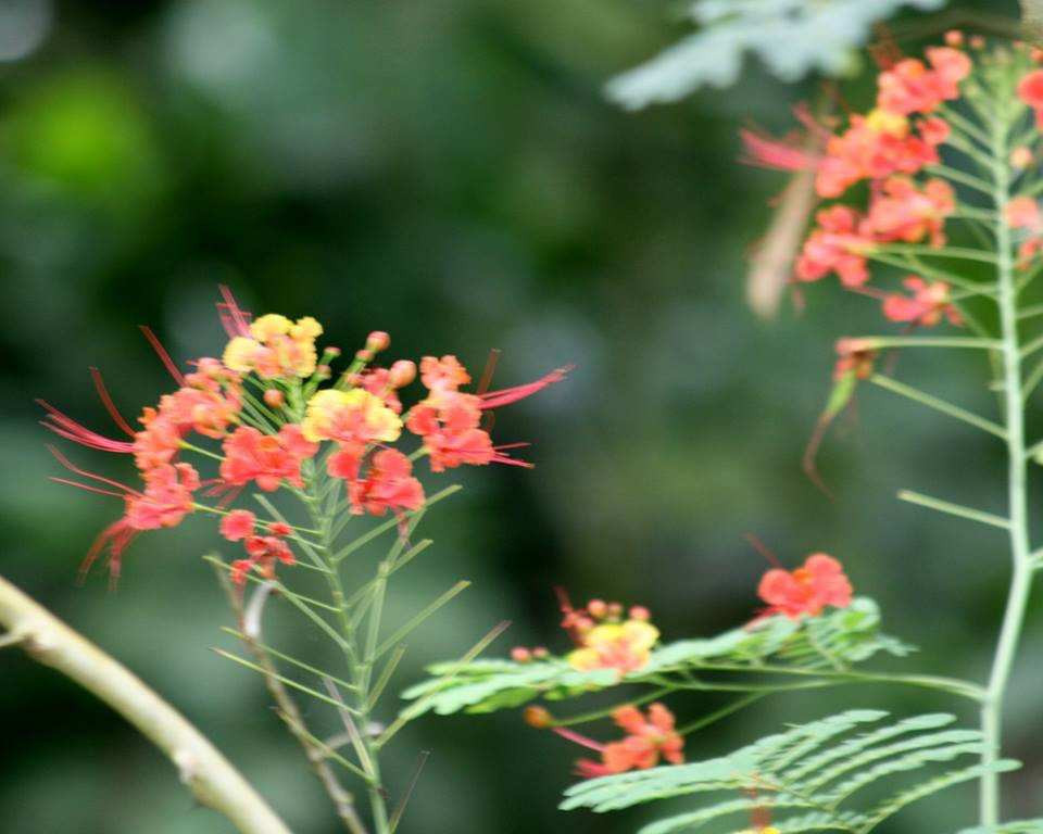Un arbuste en fleur    un Caesalpina Pulcherrima, un "Petit Flamboyant" Votd