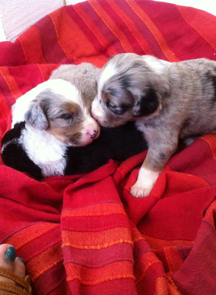 10 chiens à la maison Page 7