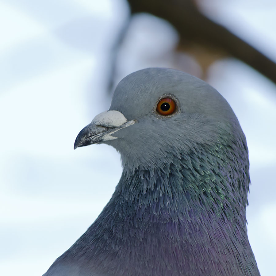 Pigeon biset 8qd4