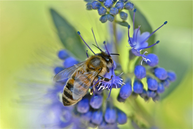 AV/AP abeille N3vl