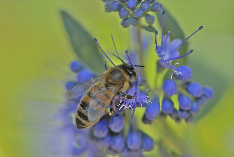 AV/AP abeille Ndck
