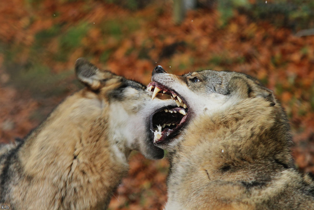 Loup en attaque ou mimique agressif 2zii