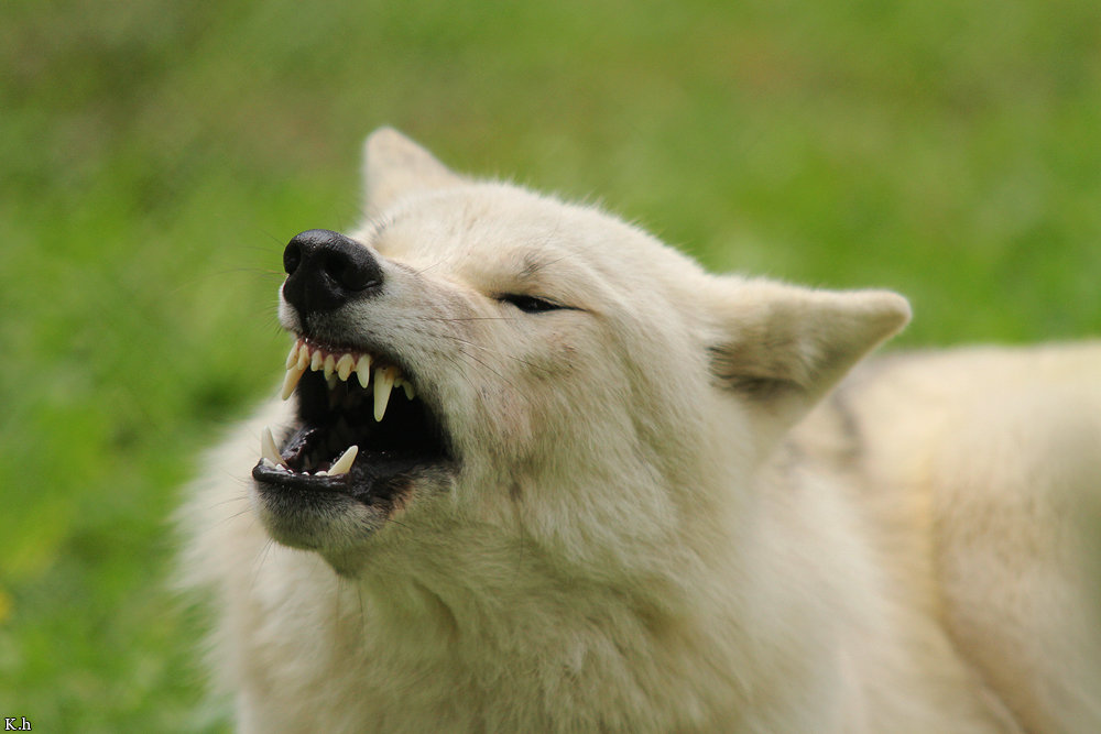 Loup en attaque ou mimique agressif Daft