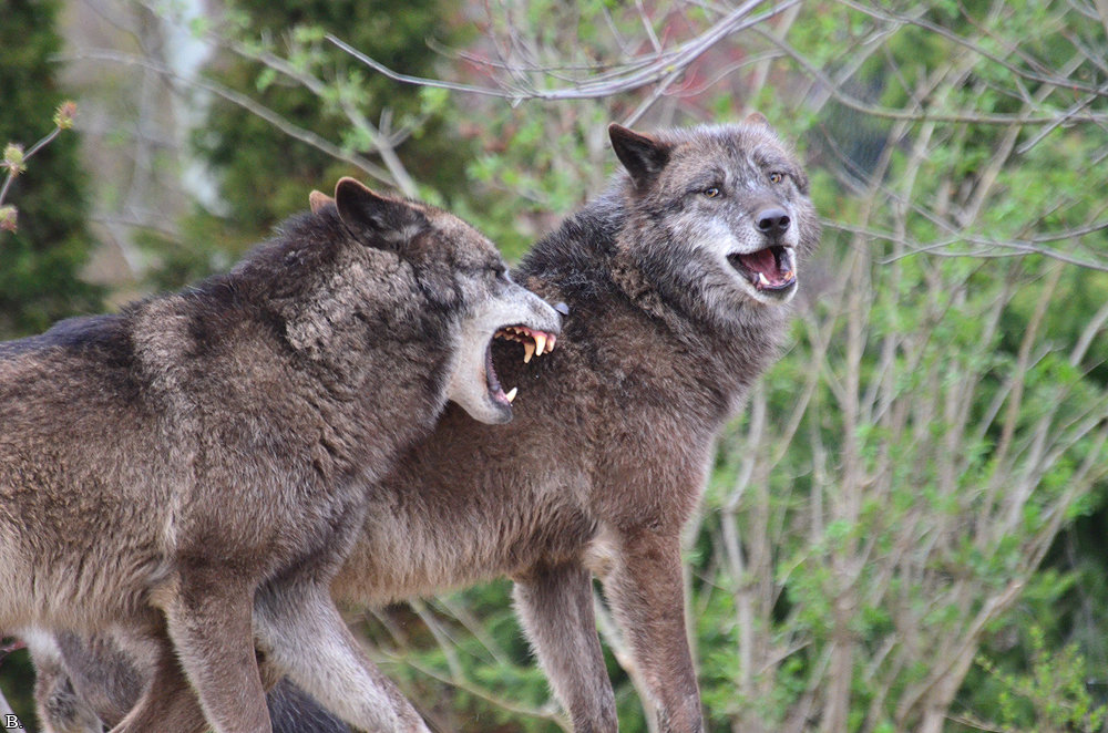 Loup en attaque ou mimique agressif Fw6a