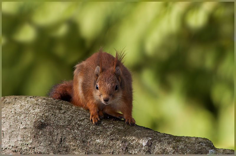 Rouquin Un petit rouquin