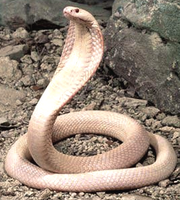 Le serpent change de peau, mais non pas sa nature U85o