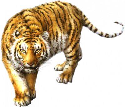 Tigre du Bengale " Cjvx