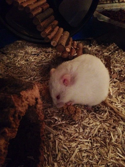Ma Molly, hamster syrien :D - Page 2 Fmdr