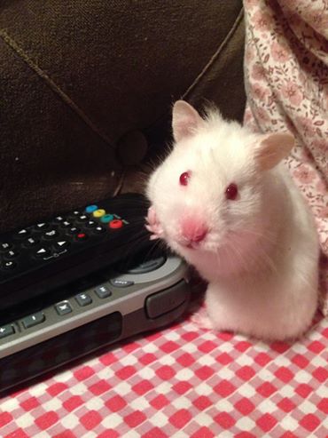 Ma Molly, hamster syrien :D - Page 2 Q4k7