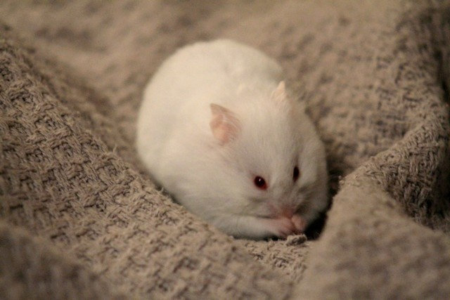 Ma Molly, hamster syrien :D - Page 2 Rkk6