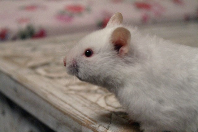 Ma Molly, hamster syrien :D - Page 2 Sy6t
