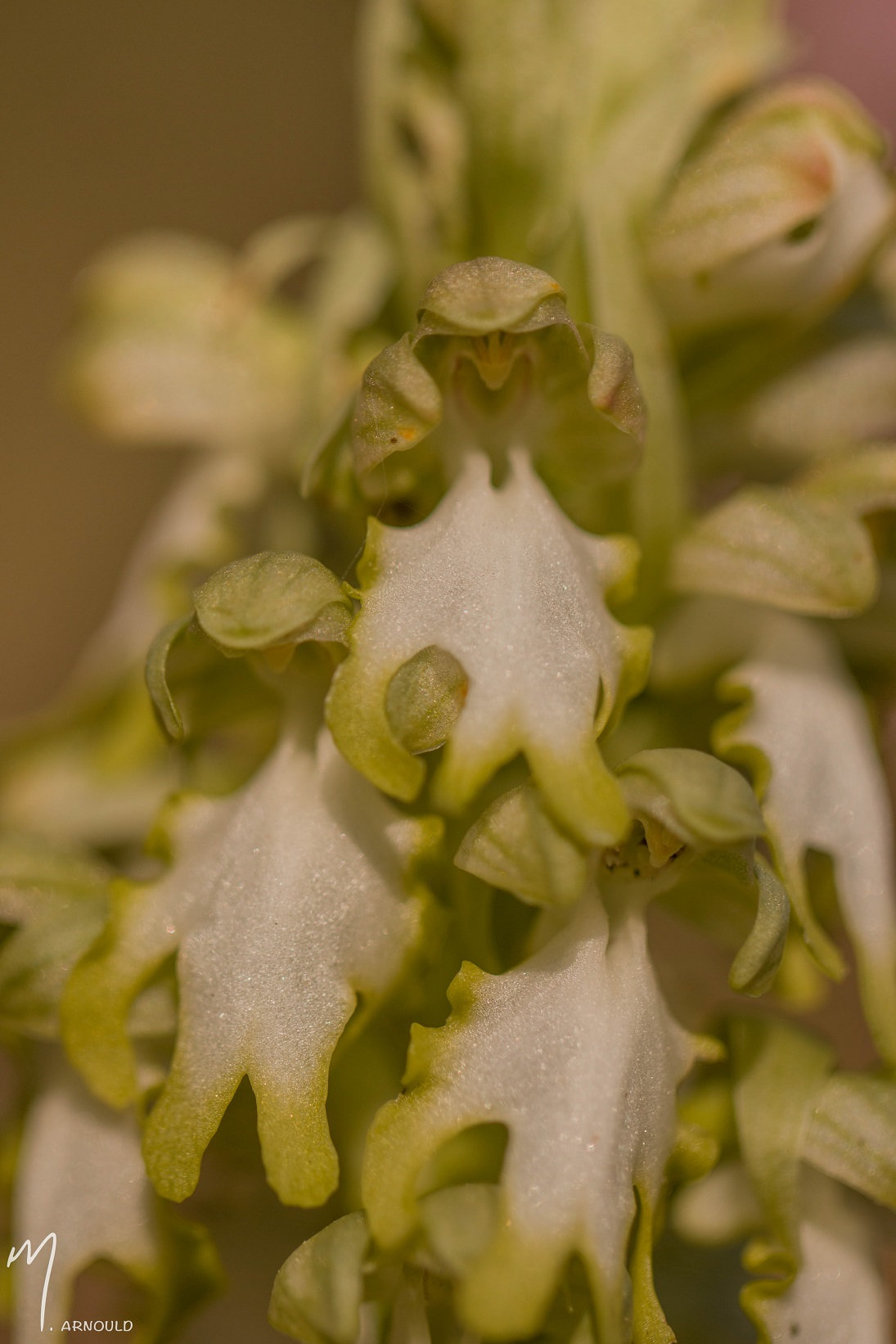 Himantoglossum robertianum (Barlia, Orchis géant ) 0o7k