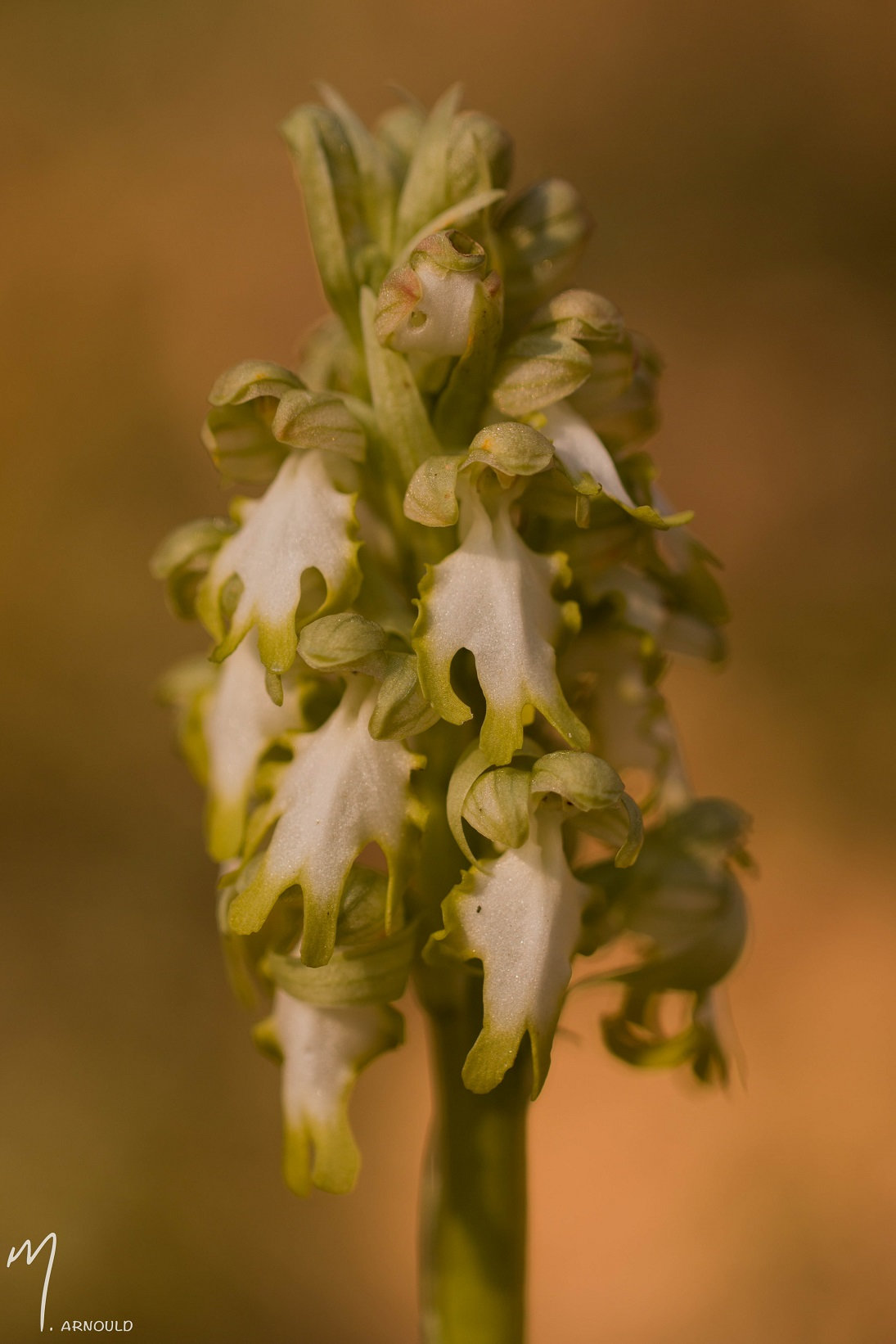 Himantoglossum robertianum (Barlia, Orchis géant ) Sr88