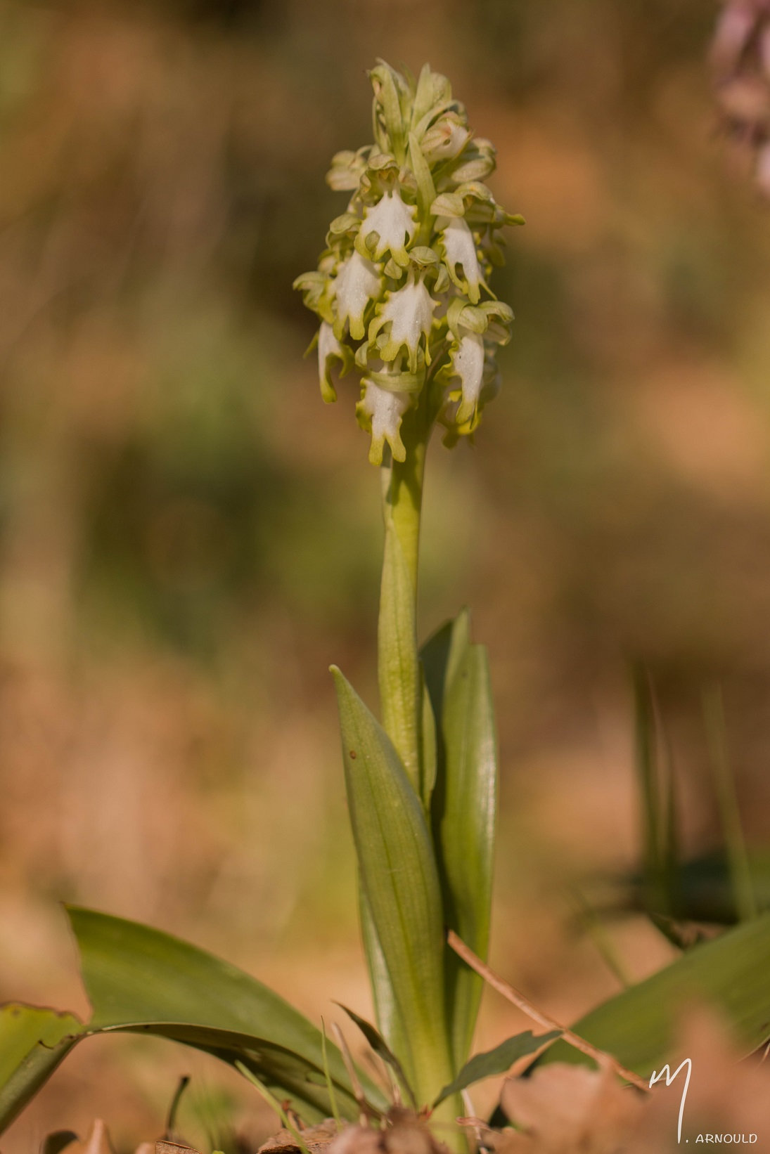 Himantoglossum robertianum (Barlia, Orchis géant ) Ufrv