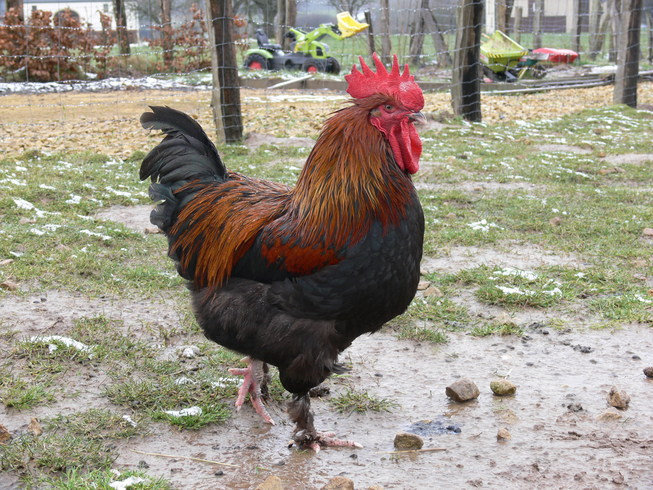 Coq Marans Cuivr Ou Froment 