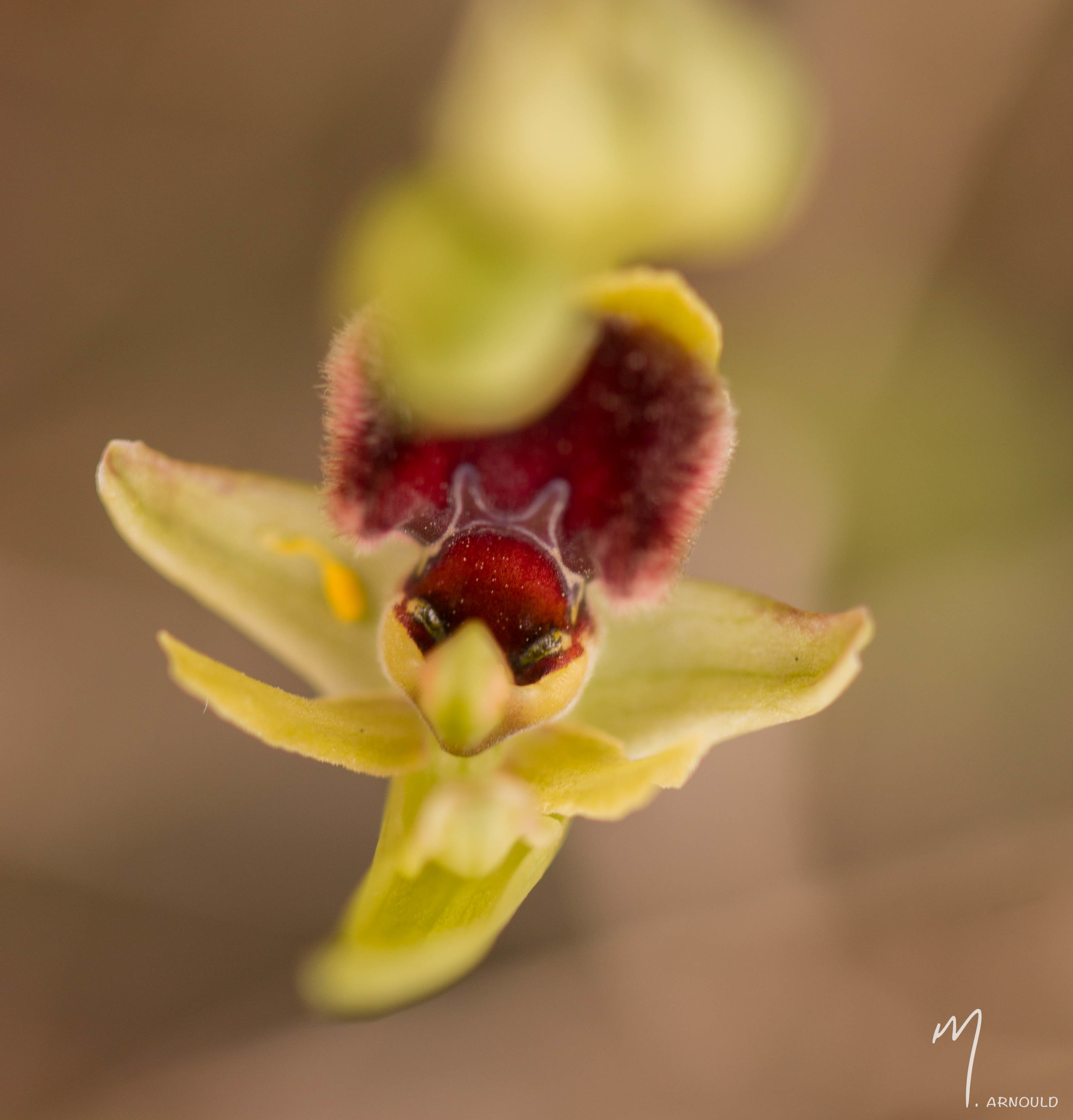 Ophrys Massiliensis / Place à votre imagination  Owjs