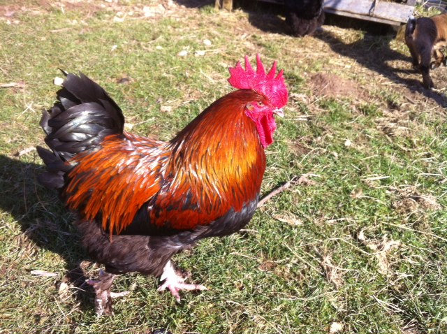 Coq Marans Cuivr Ou Froment 