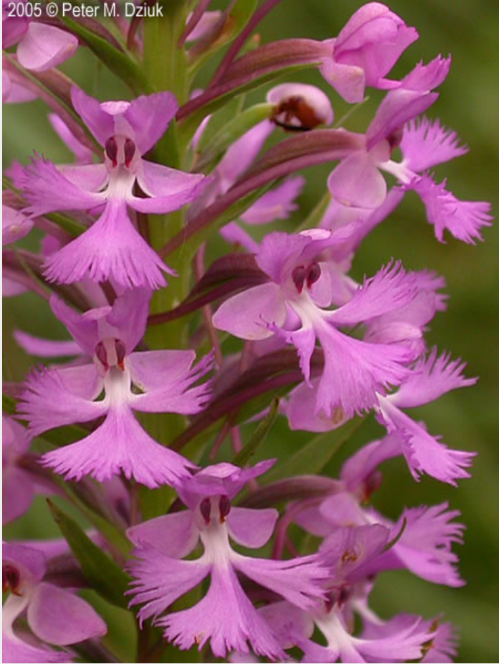 Orchidées du Québec 5mqo