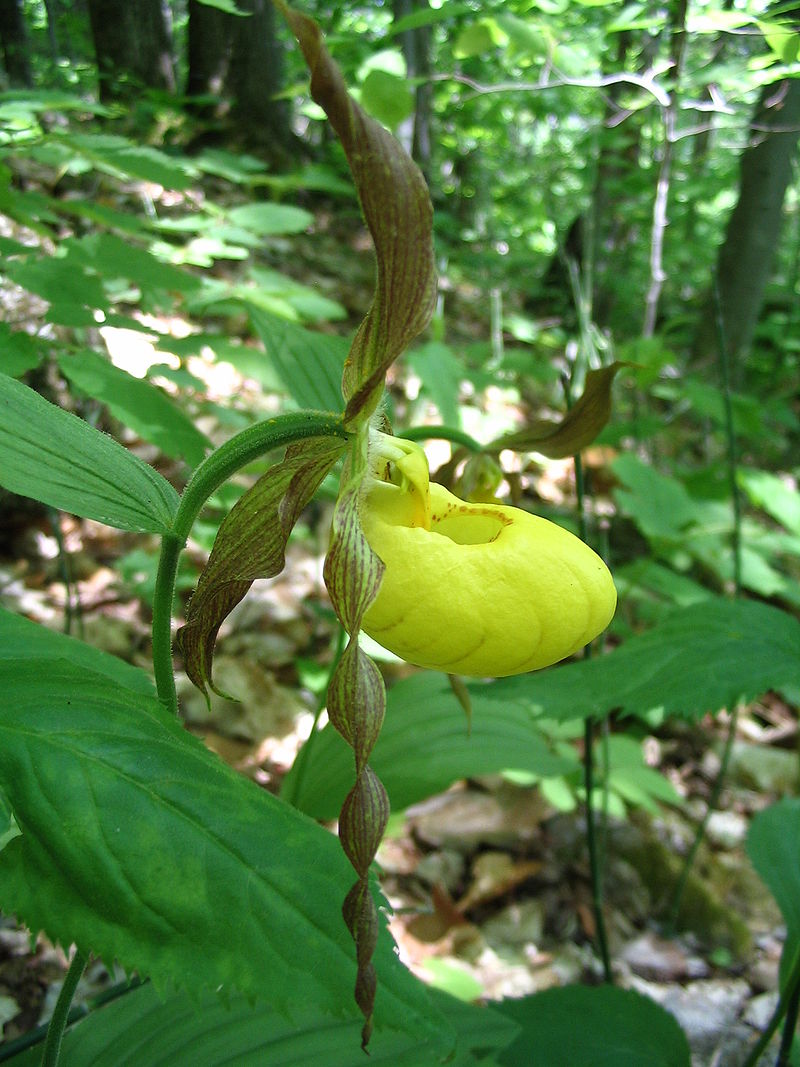 Orchidées du Québec Wpvp