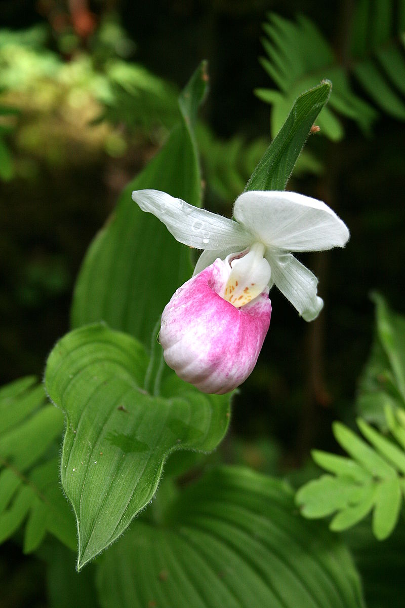 Orchidées du Québec Wx5q