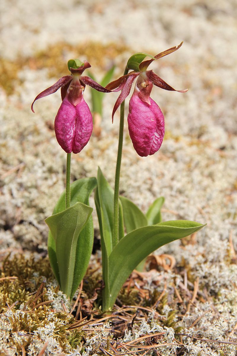 Orchidées du Québec Xqoa