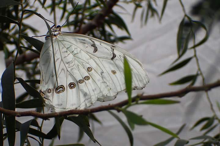 Expo papillons en libertés (avec passage dans la serre des orchidées bien sur ...) 0q0b