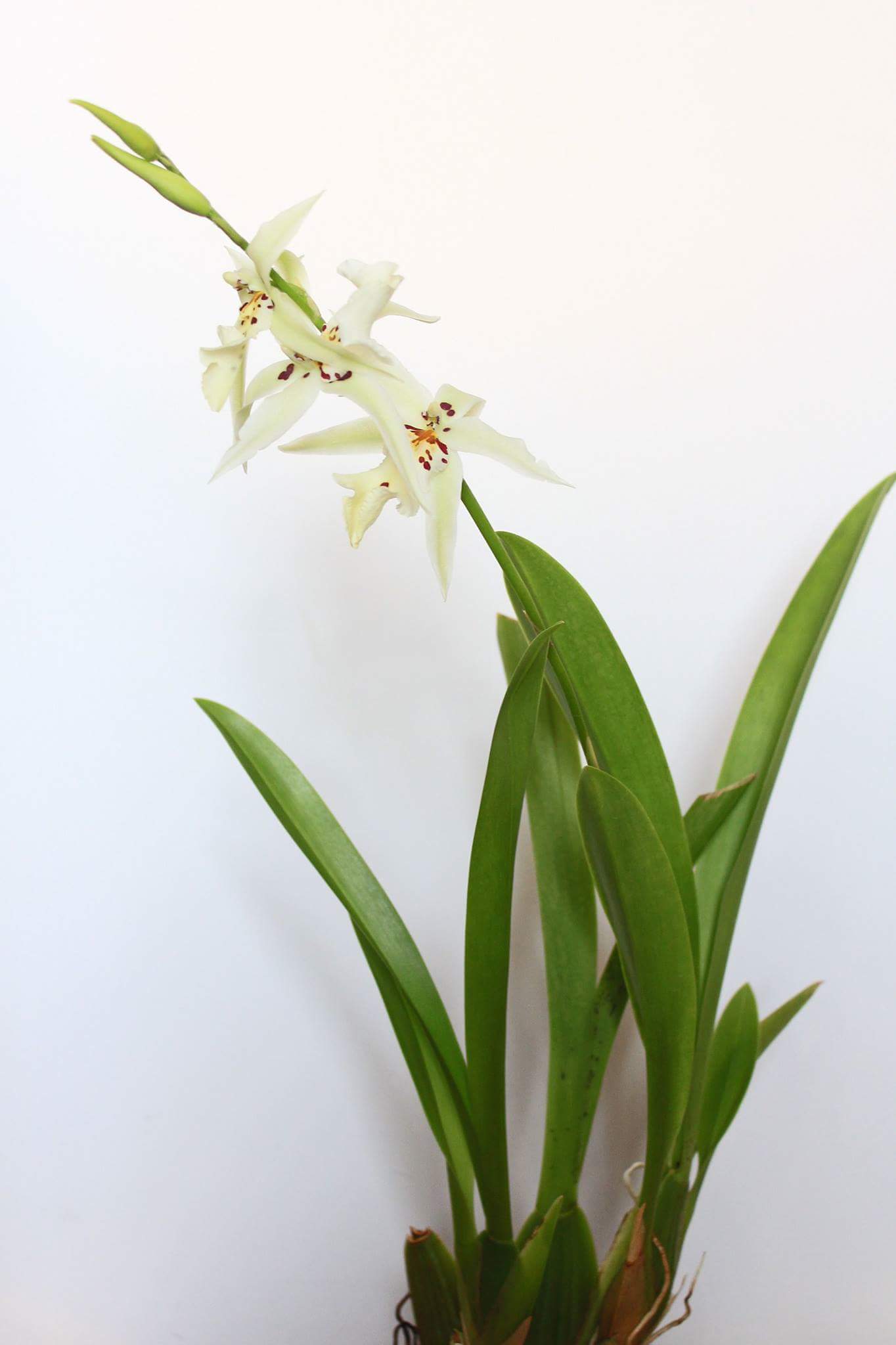 Les différents genres d'orchidées en photos ! 3d3w