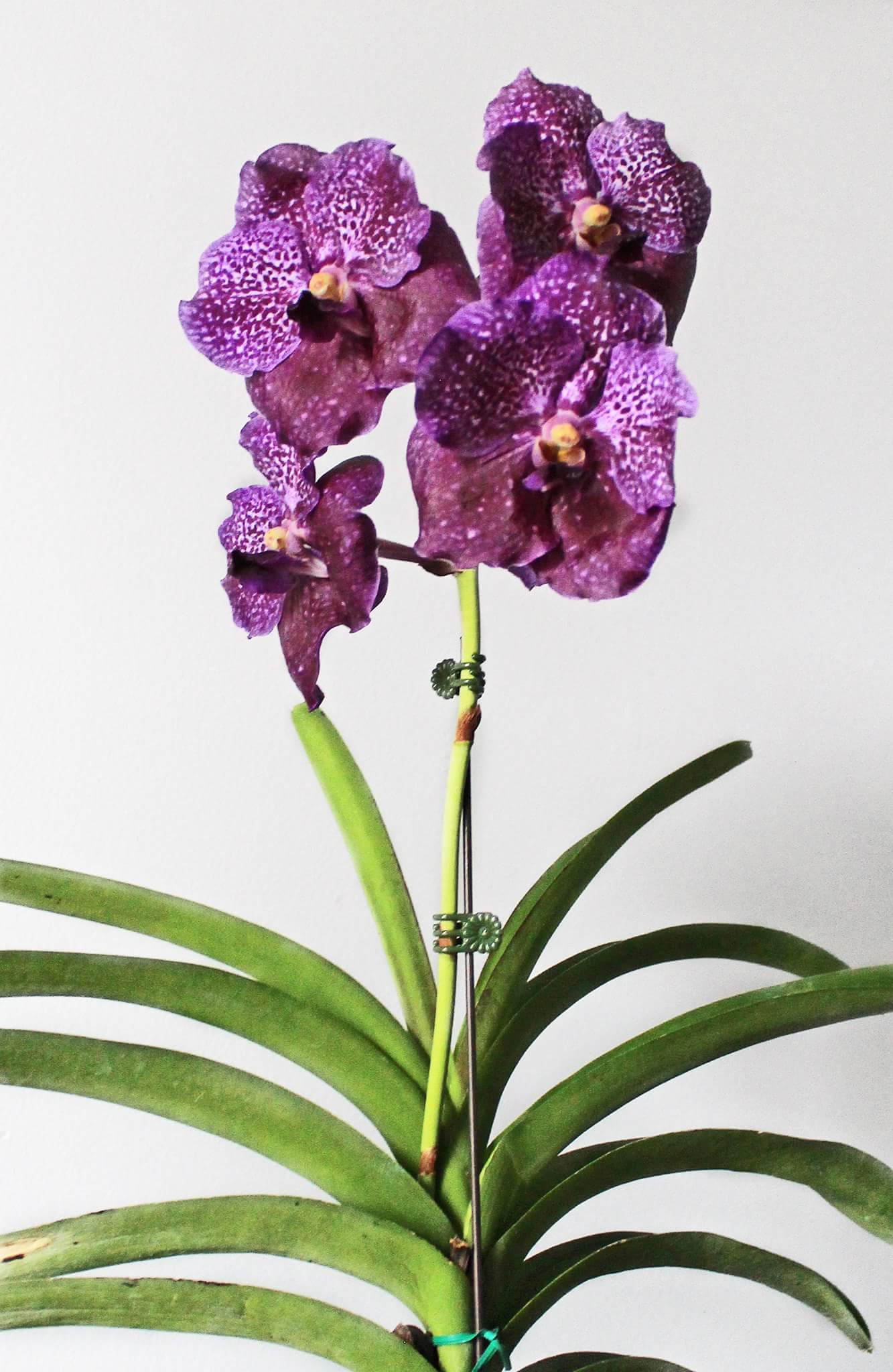 Les différents genres d'orchidées en photos ! X4go