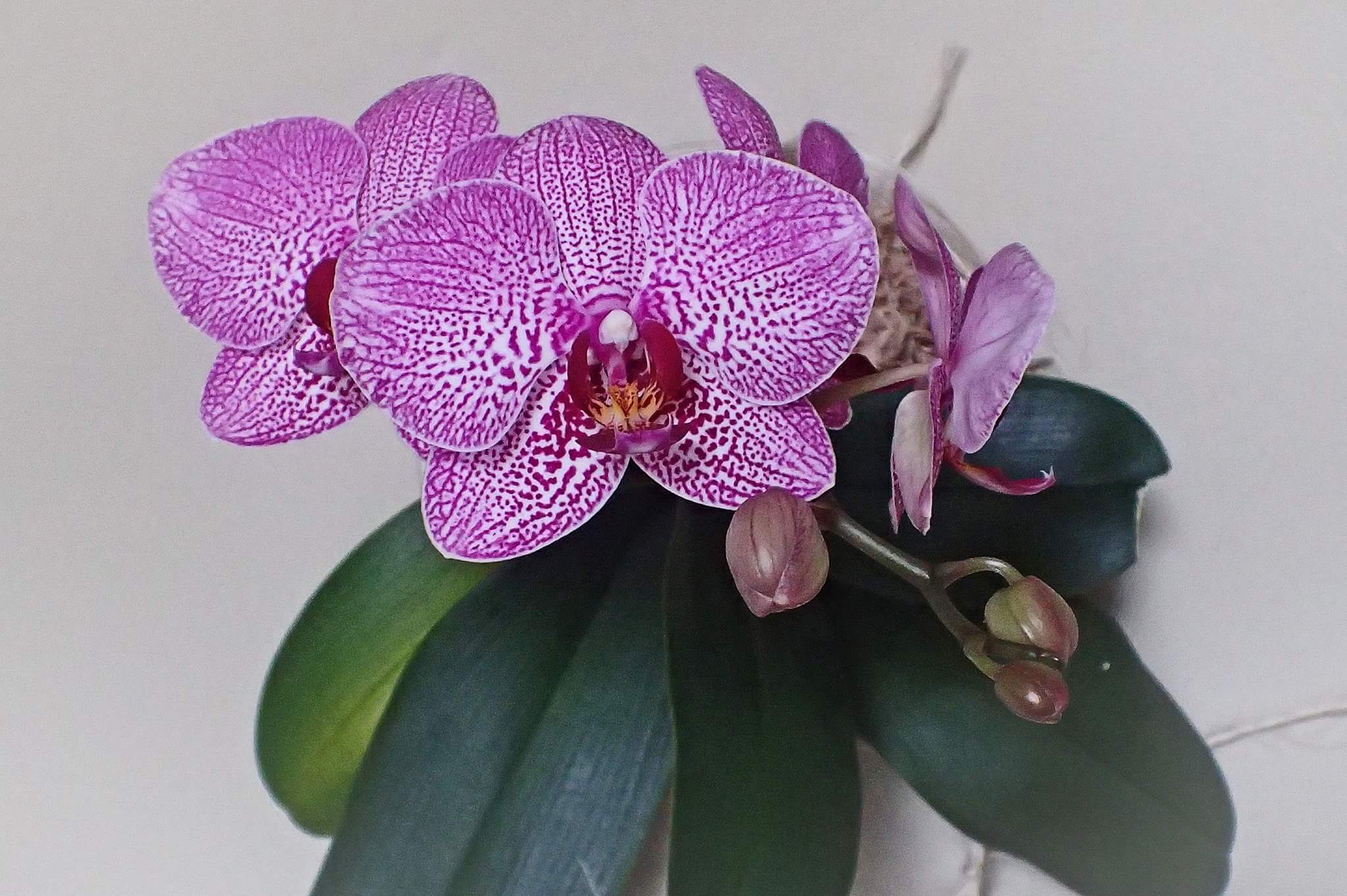 Phalaenopsis hybride 44i5