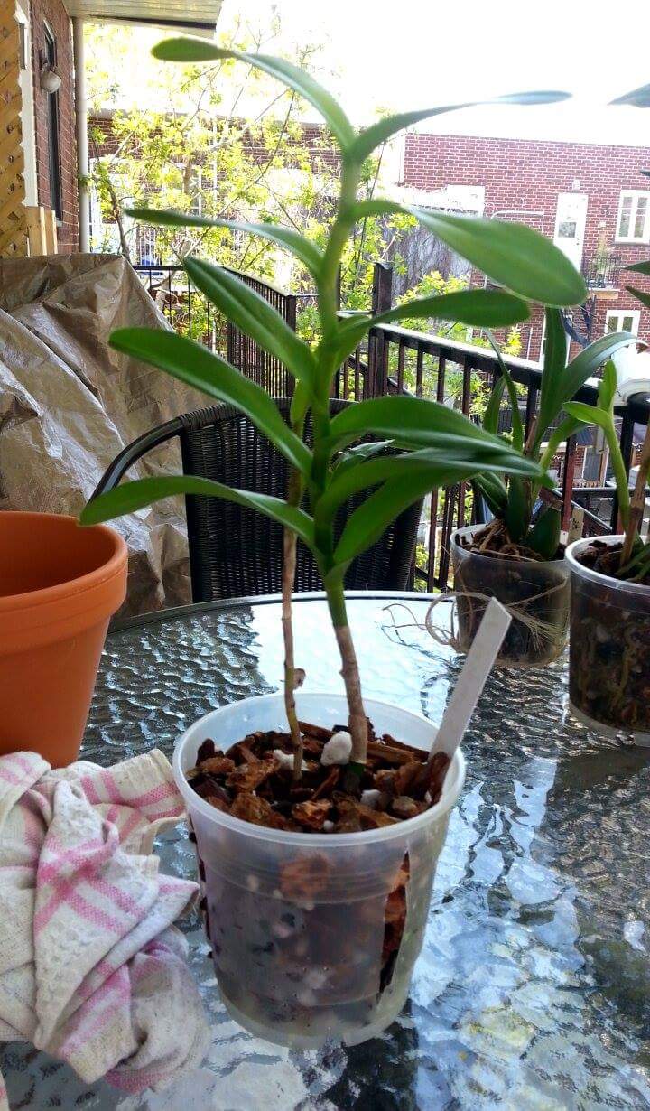 Rempotage Epidendrum avec manque de délicatesse 42y0