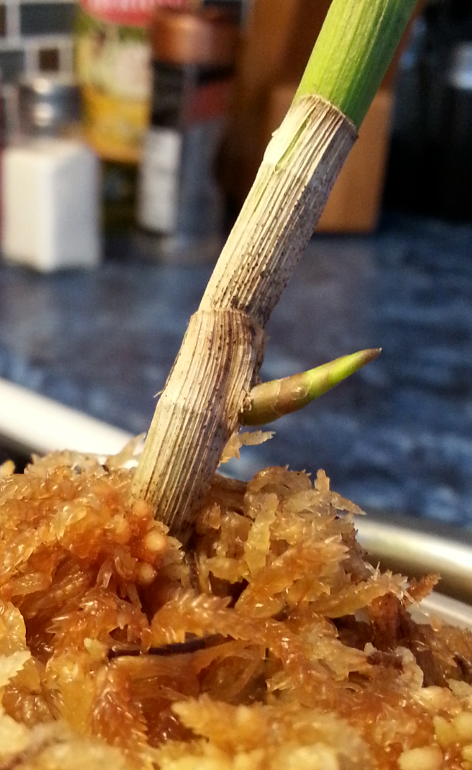 Rempotage Epidendrum avec manque de délicatesse 1fxx