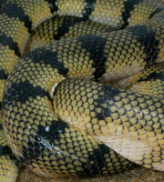 Un serpent aveugle Yxh5