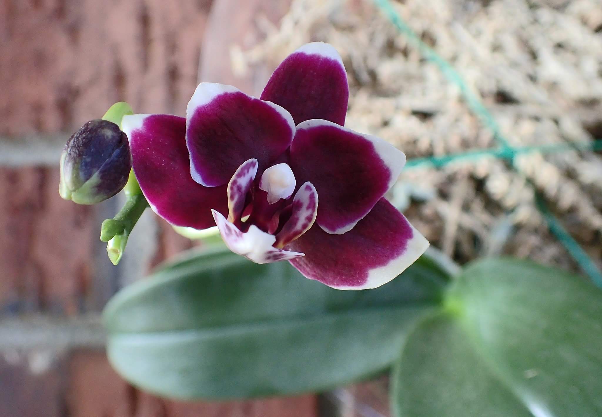 Mini Phalaenopsis hybride (Black Jack) 4uxy