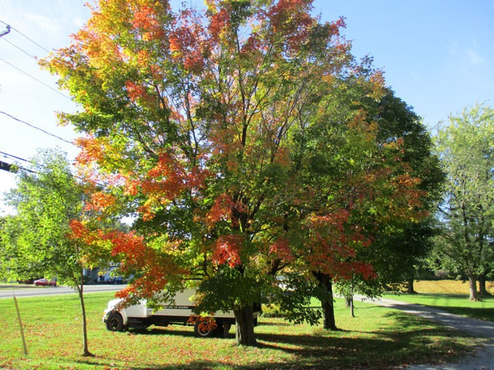 bel arbre automne au québec 18v0