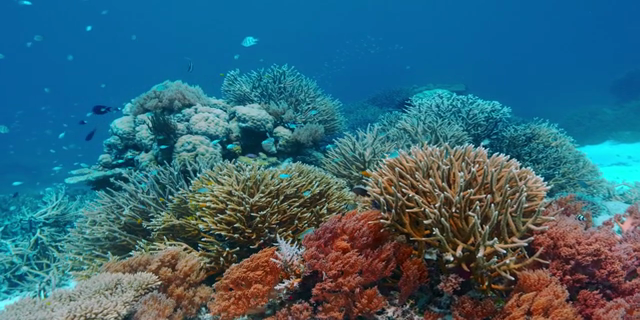The Last Reef 2012 480p  22kx