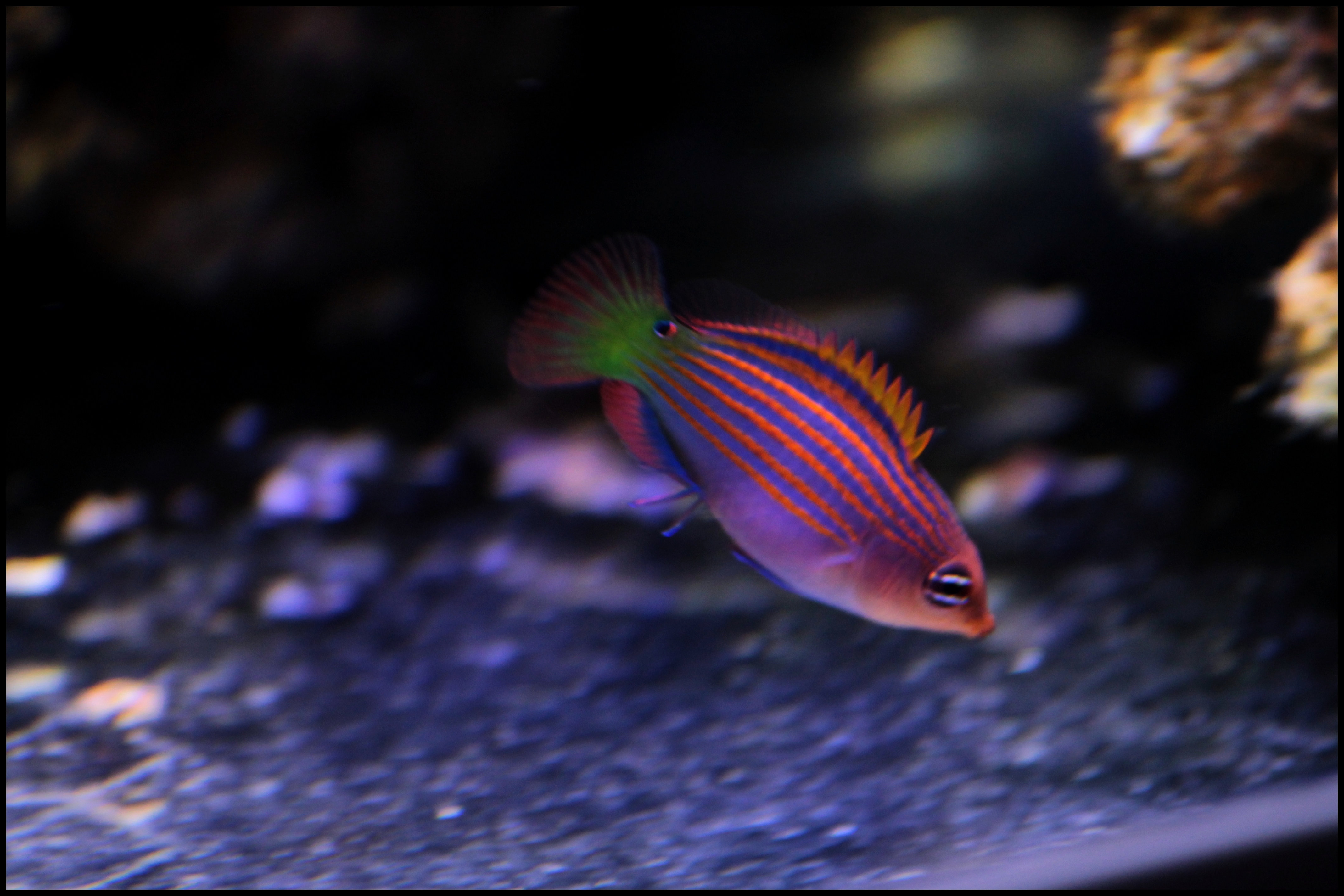 Micro Reef 120L Gnos