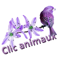 Clic animaux U2n8
