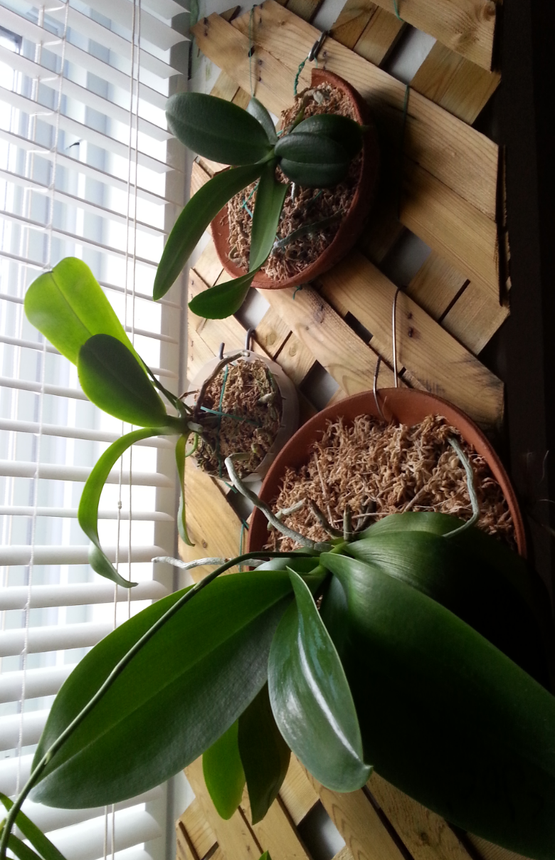 Phalaenopsis en soucoupe 7nli