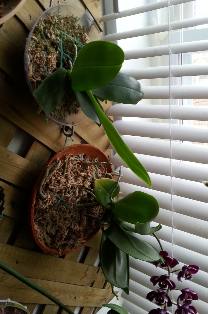 Phalaenopsis en soucoupe Arn9
