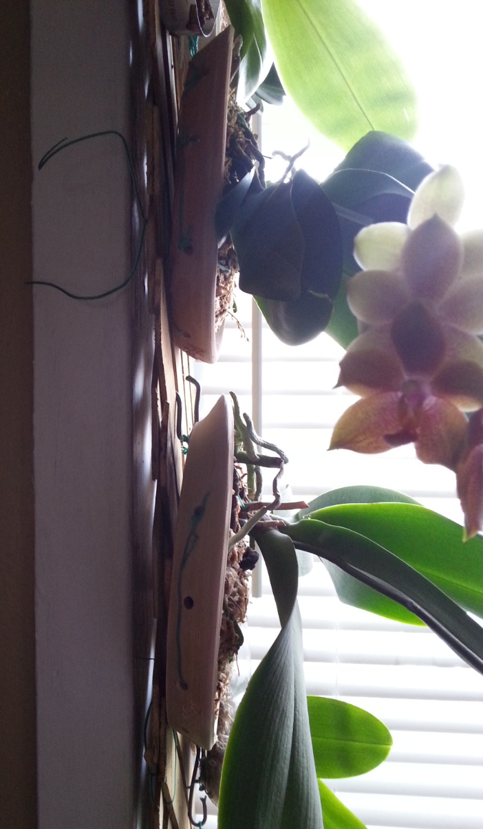 Phalaenopsis en soucoupe Gfsr