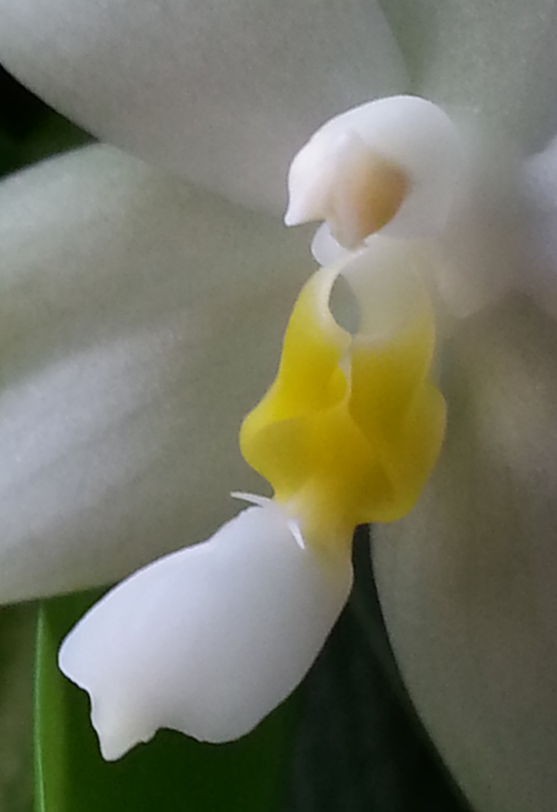 Phalaenopsis violacea f. alba (sauf opposition !) C2ok