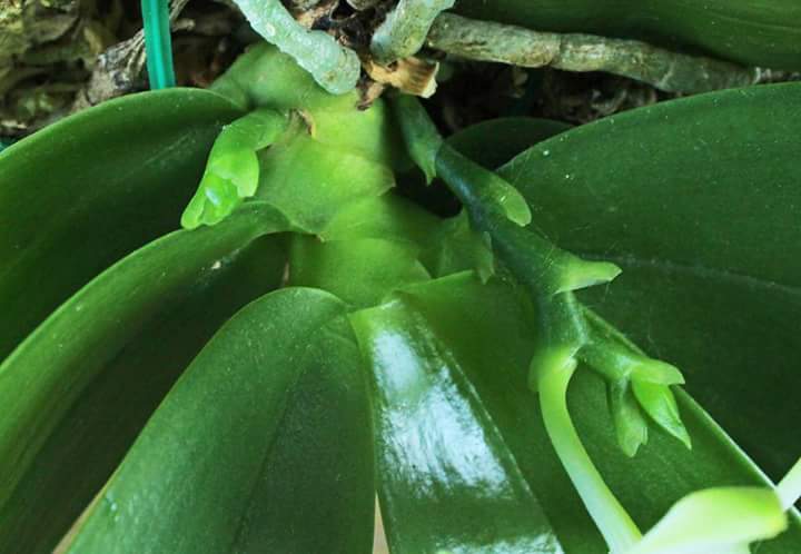 Phalaenopsis violacea alba 9s8q