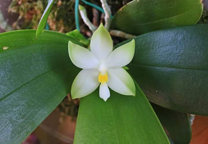 Phalaenopsis violacea alba Fscv